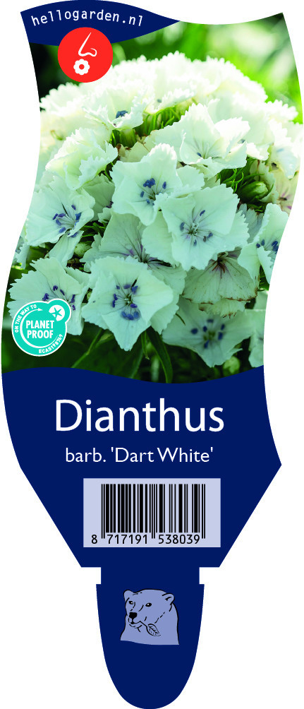 Dianthus barb. 'Dart White'