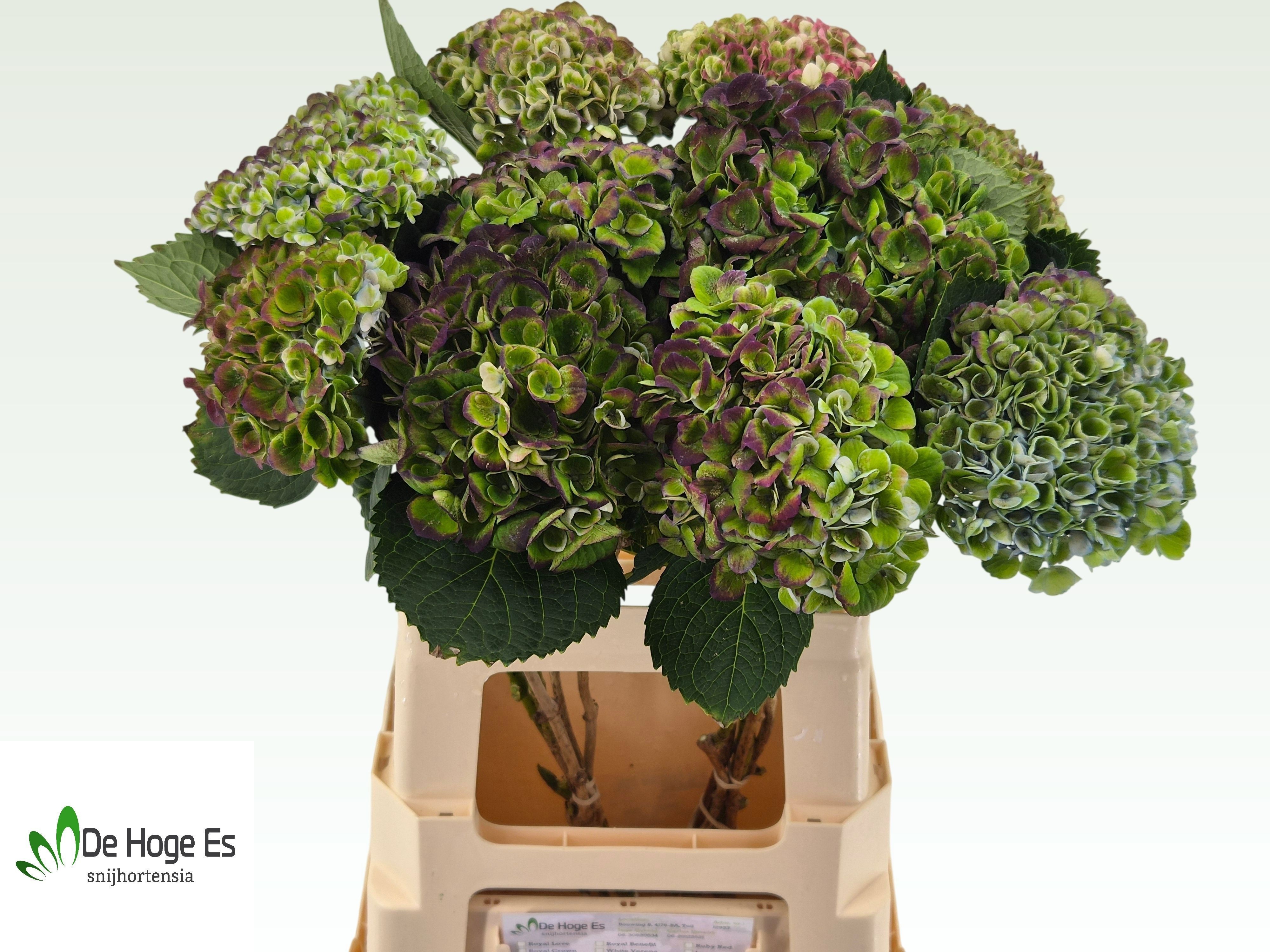 Hydrangea Revolution Classic Purple 60cm 13Ø
