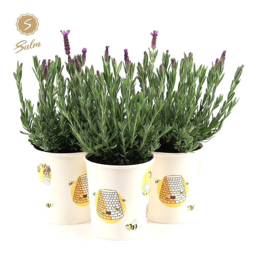 Picture of Lavandula st. 'Anouk'® Collection P12 in Cup Bee