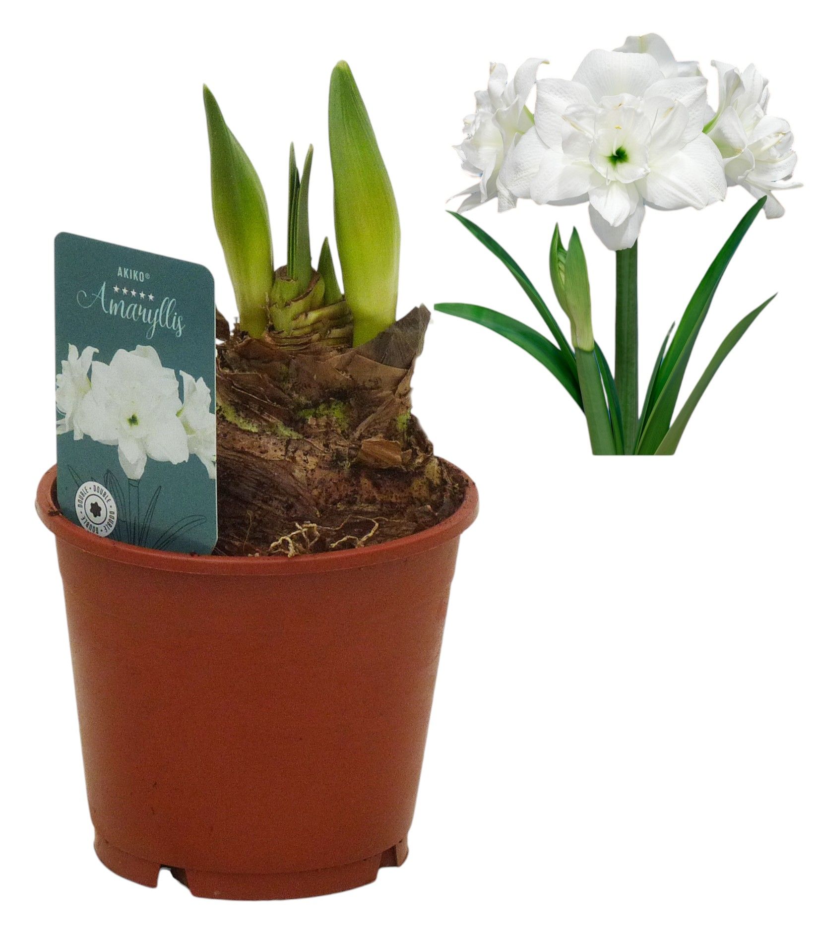 Hippeastrum Akiko
