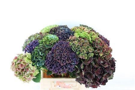 Hydrangea 45cm 15Ø