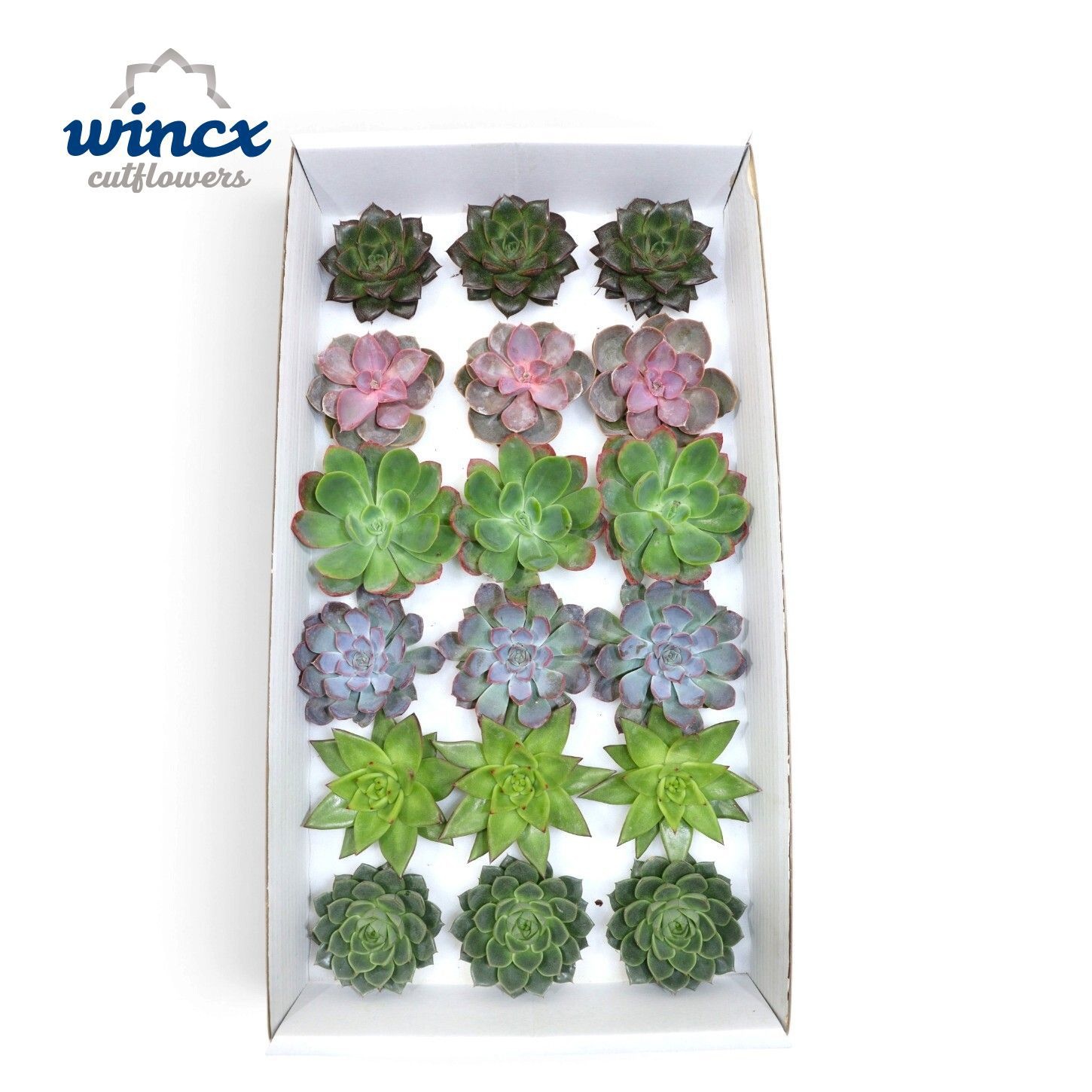 Echeveria Autumn Mix (wincx) Cutfl (6 Spcs)
