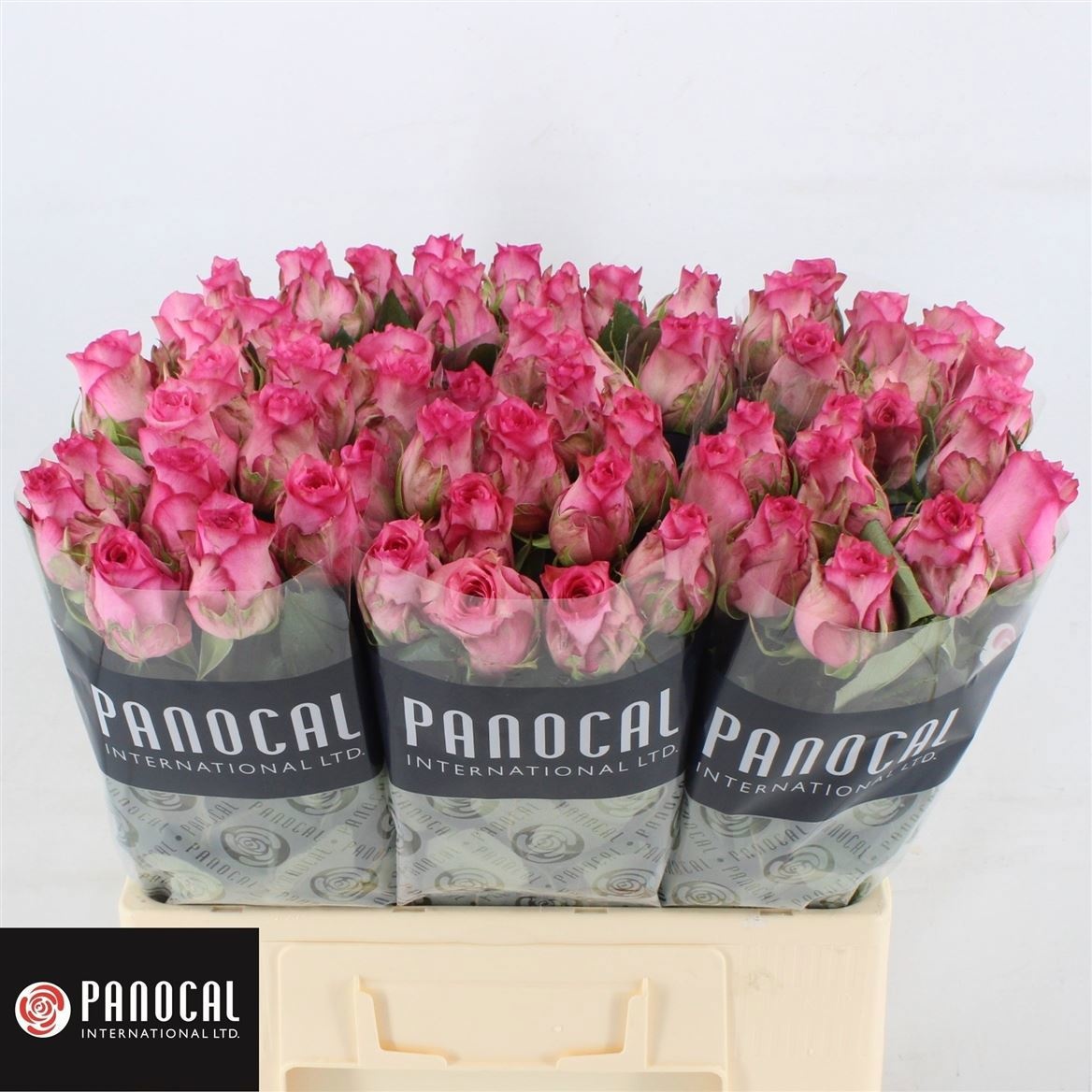 R Gr Pink Shadow