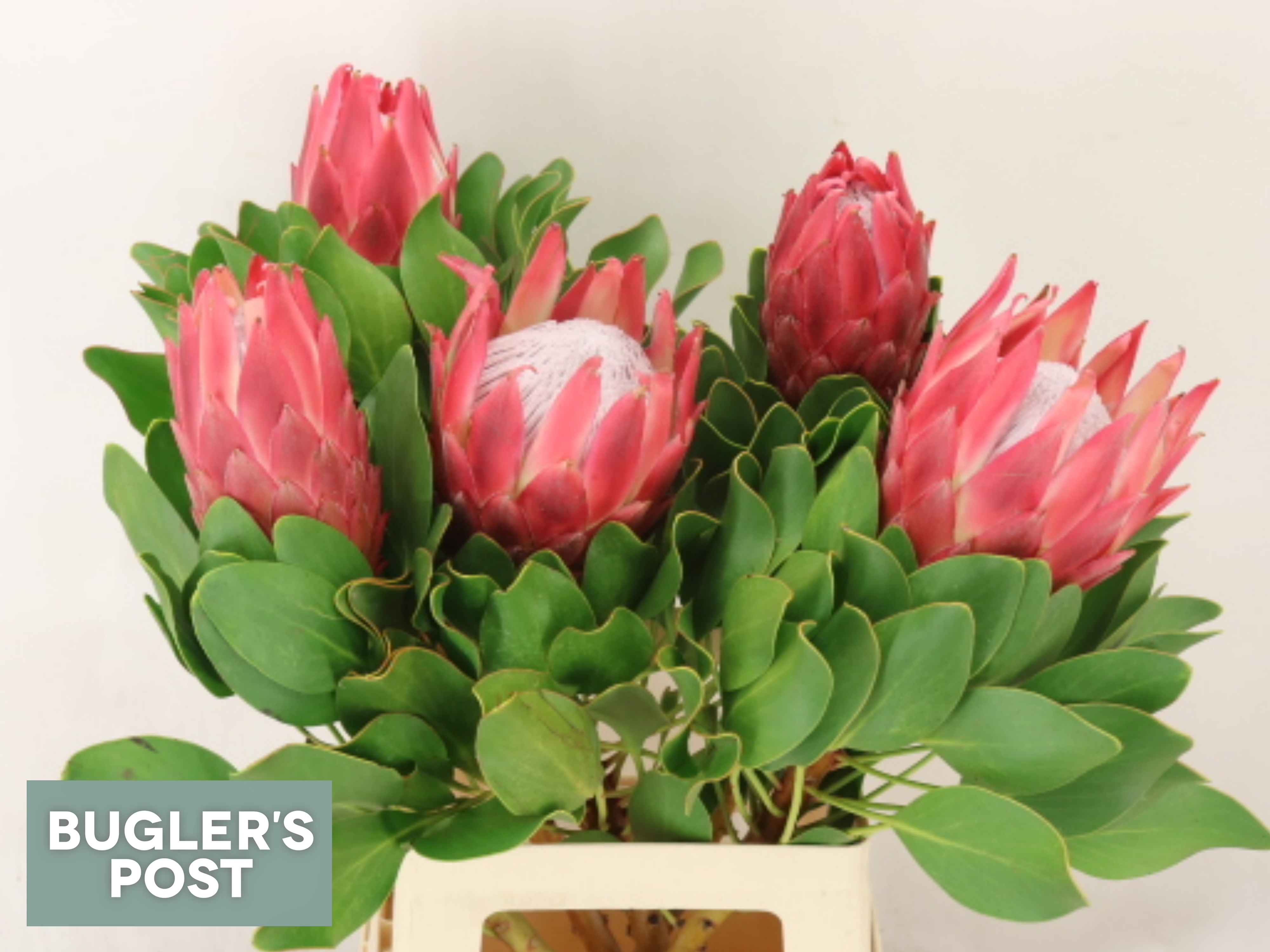 Protea Red Rex 70cm