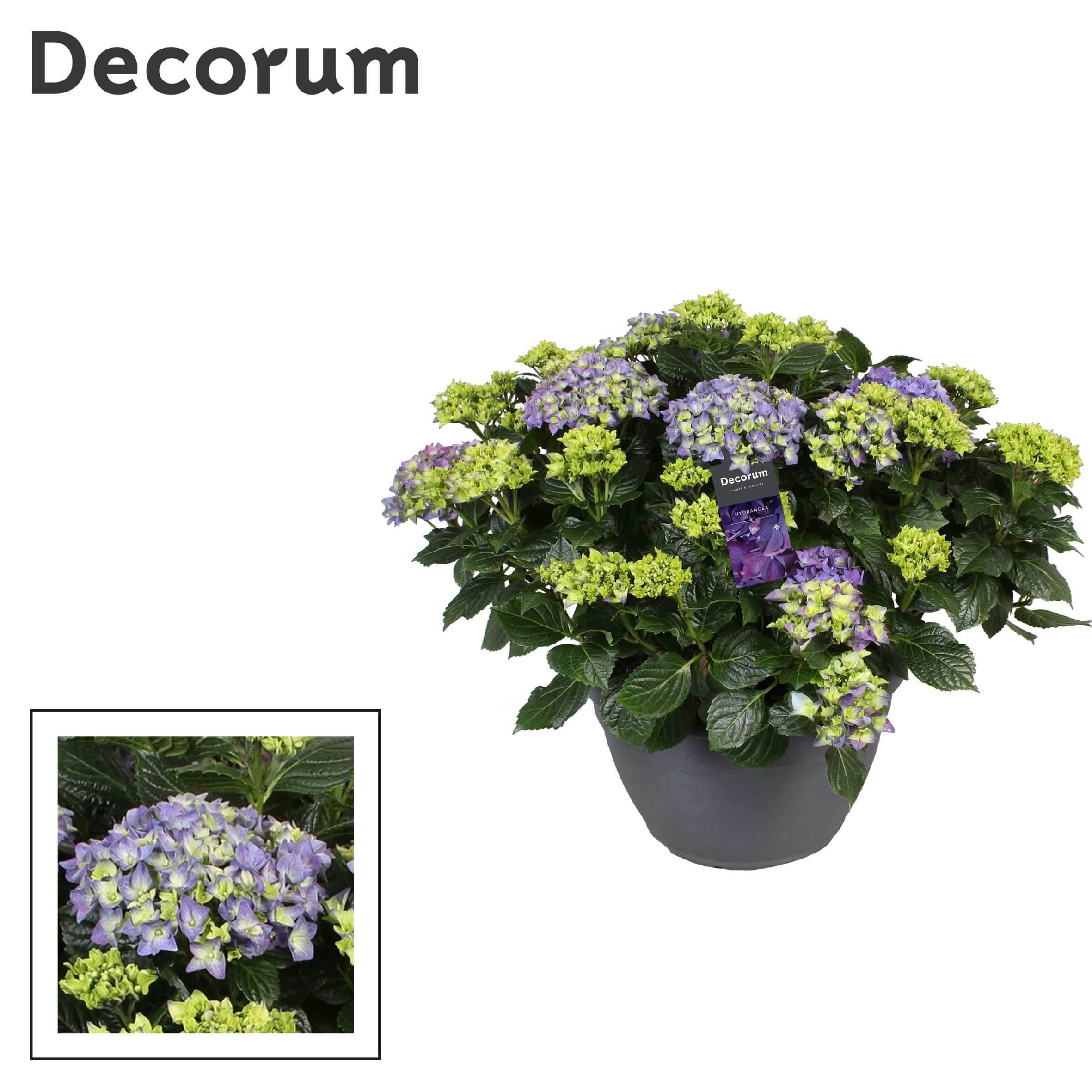 Hydrangea macrophylla Blue Decorum | Gardenline