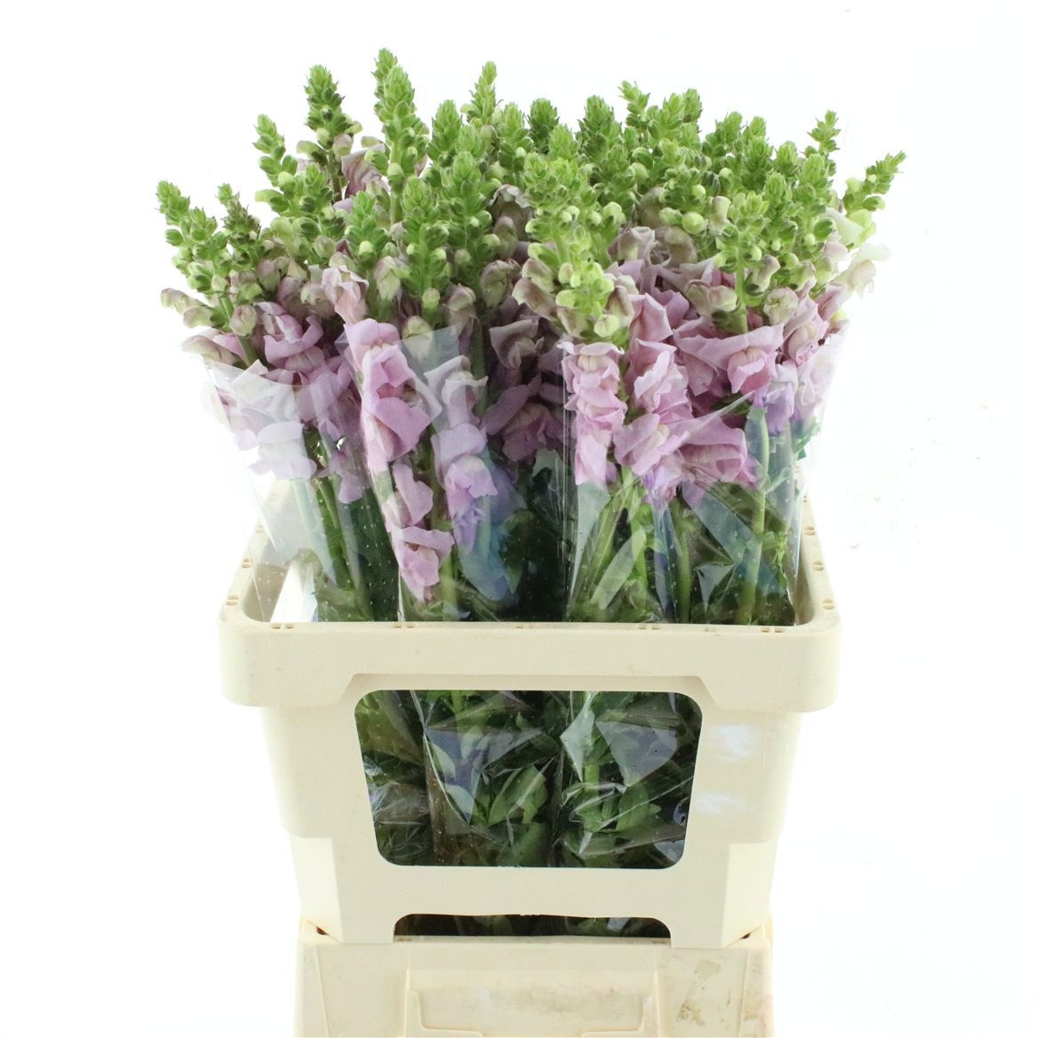 Antirrhinum Lavendel 60cm