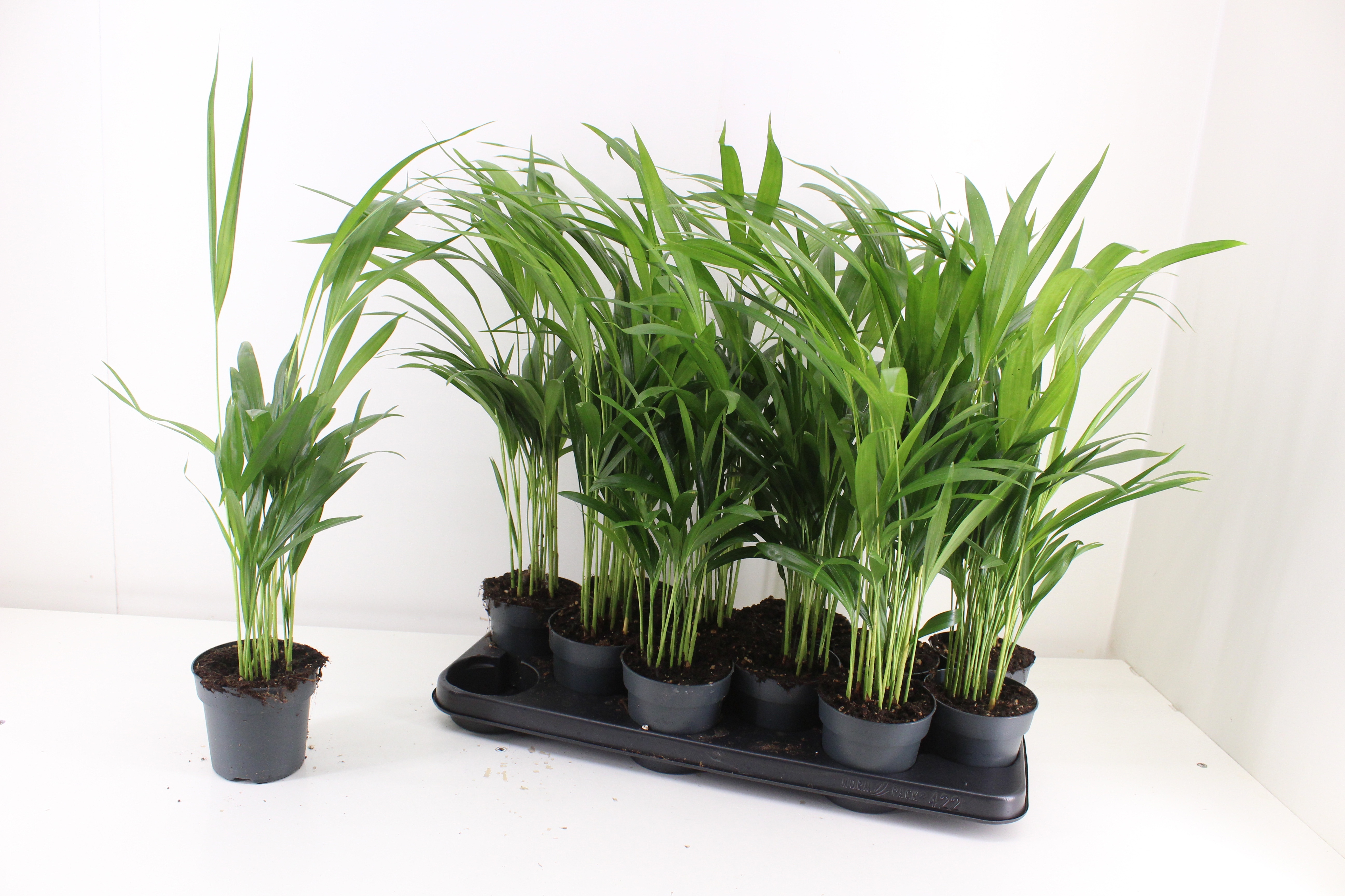 Chrysalidocarpus Lut 510Ø 45cm