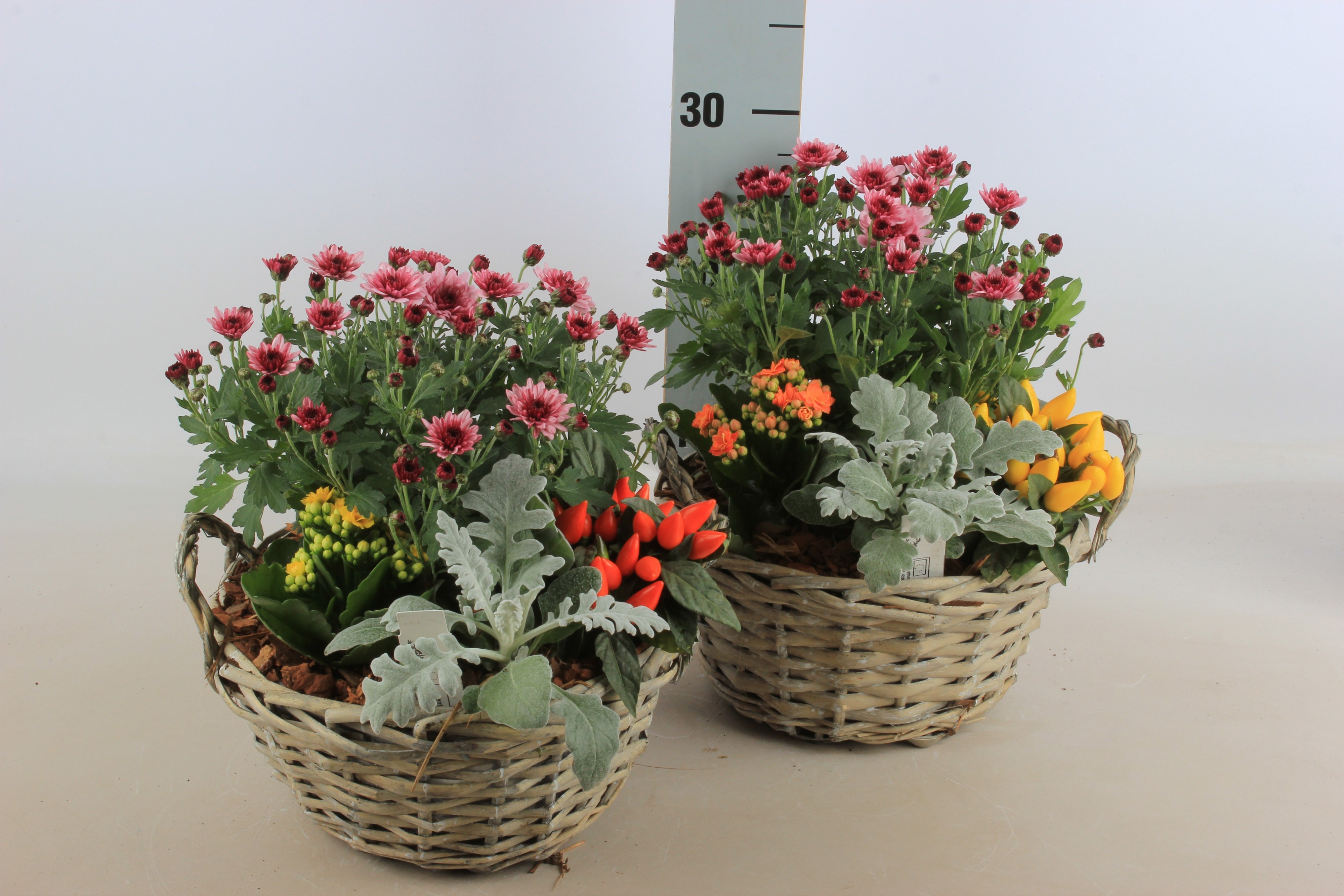 Arrangement Garden Plants 23Ø