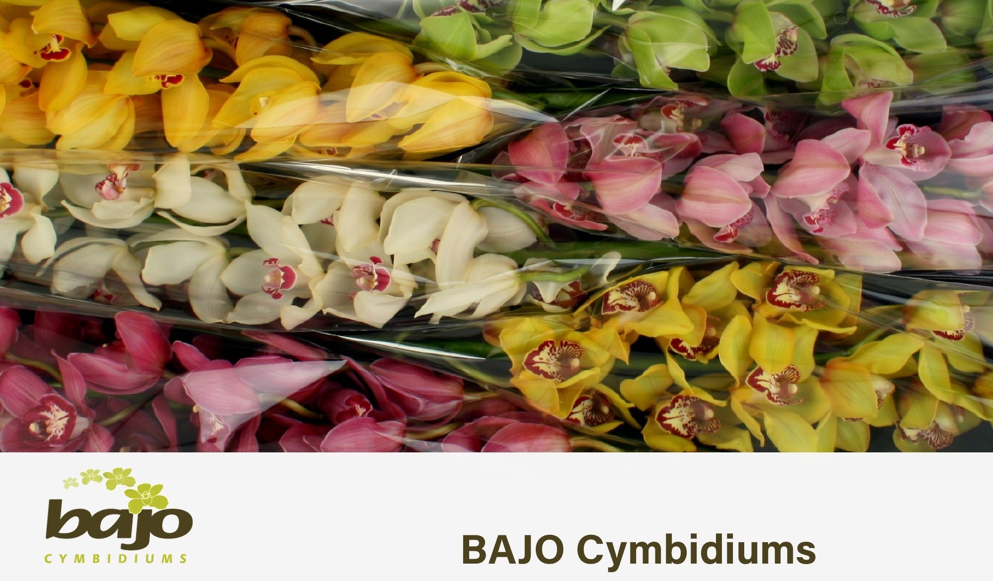 Cymbidium Asst 13bl