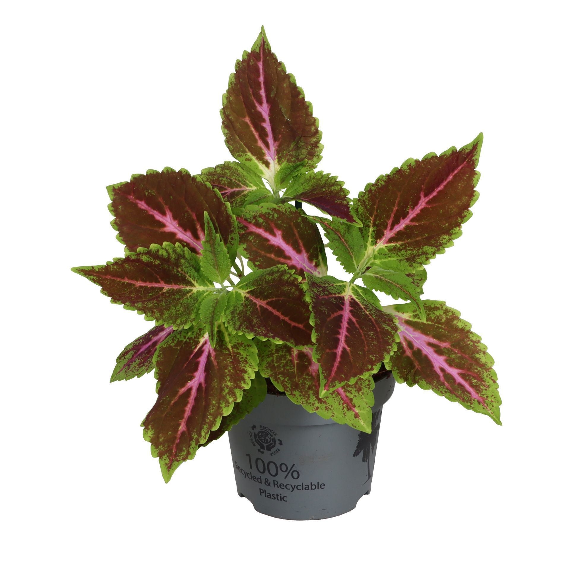 Coleus ' Pink Diamond'