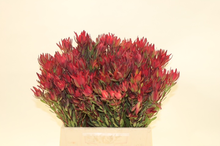 Leucadendron Sal Blush 40cm