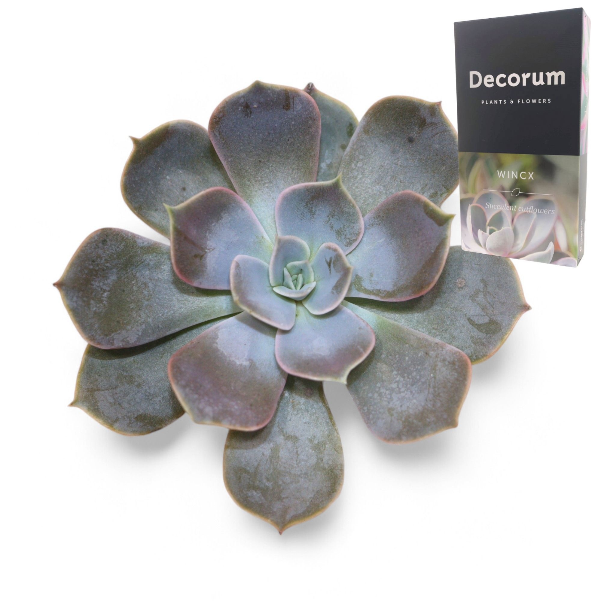 Echeveria Lilacina Cutflower