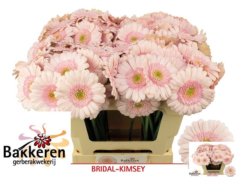 Ge Mi Bridal Kimsey