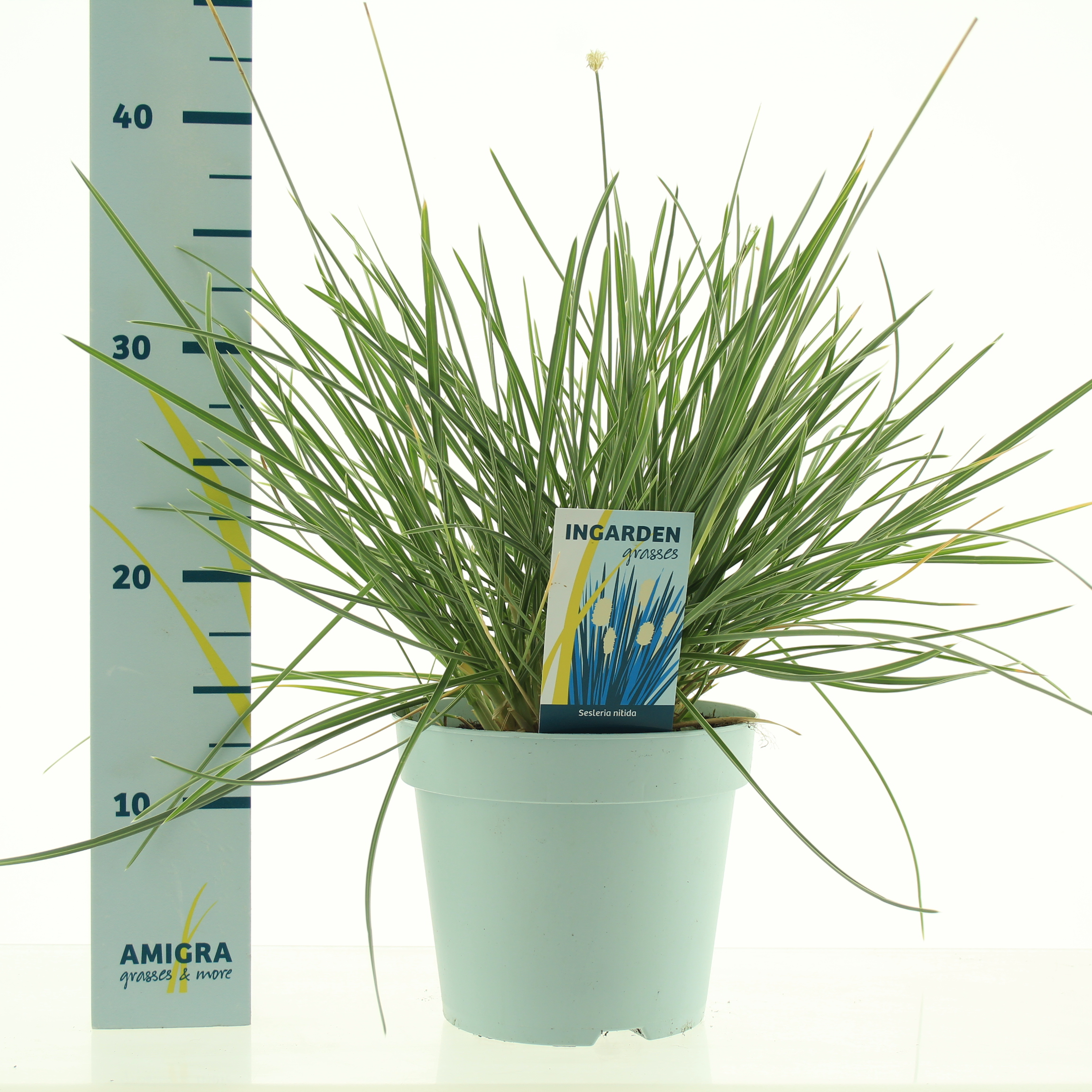 Picture of Sesleria nitida P17 (2 Ltr)