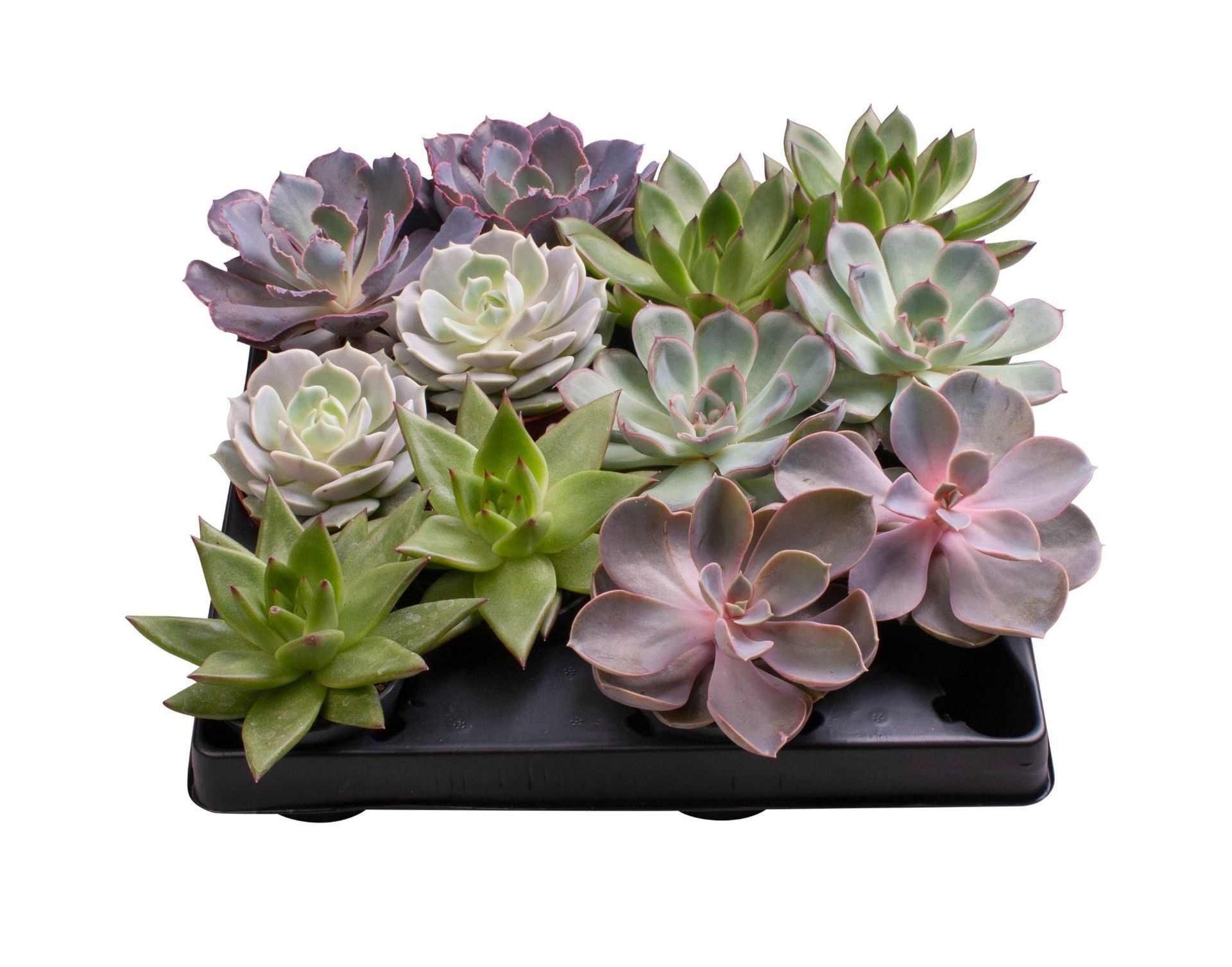 Echeveria Mix 6 varieties