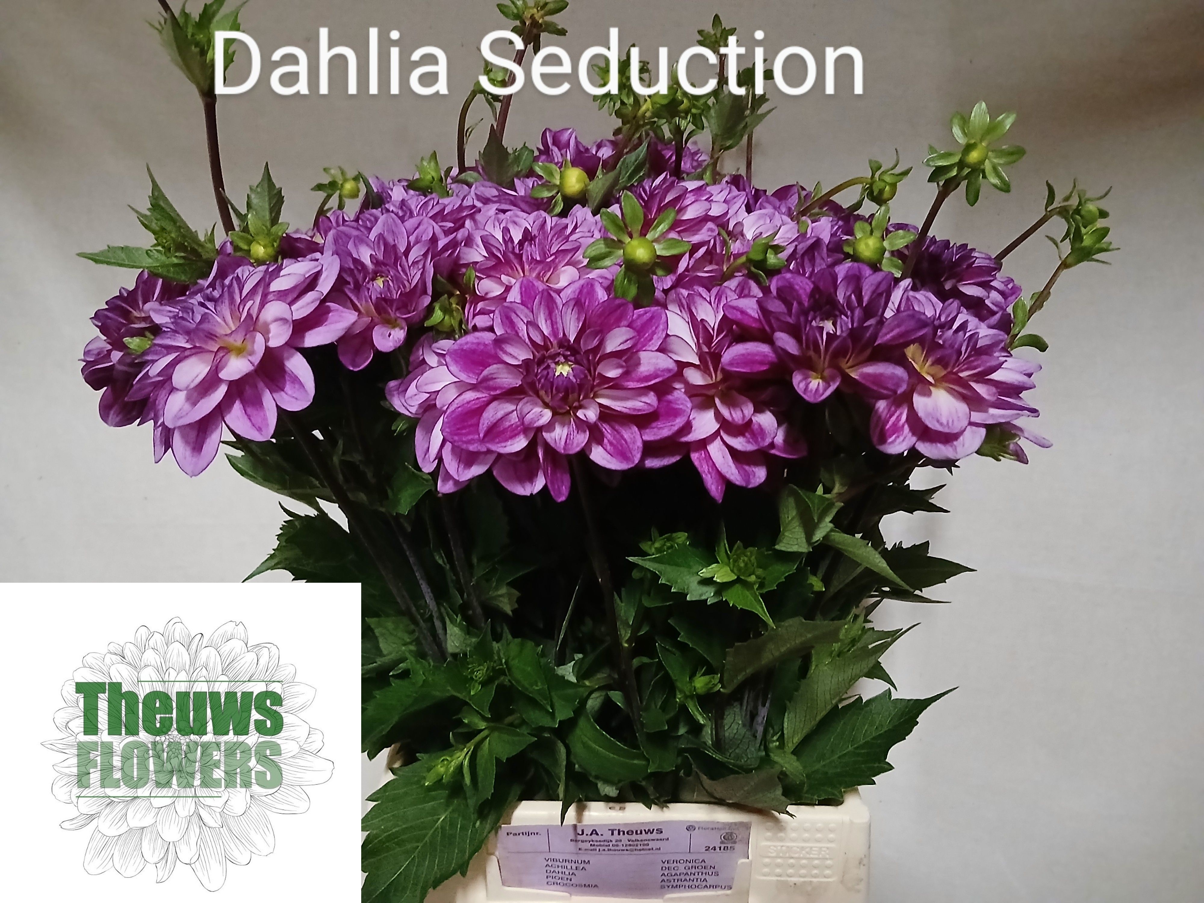Dahlia 50cm