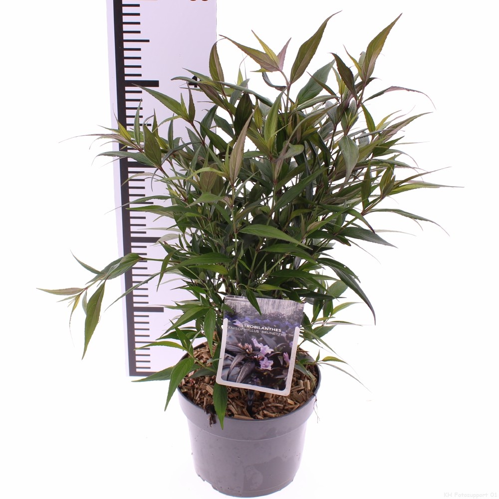 Picture of Strobilanthes anisophyllus Brunetthy P17 (2 Ltr)