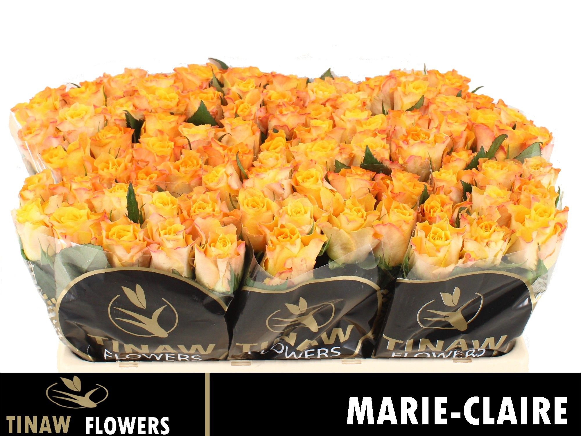 Rosa Marie-claire 50cm