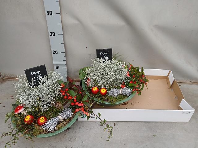 Arr Tuinplanten 32P 25cm