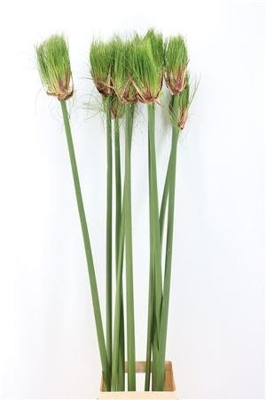 Cyperus Papyrus