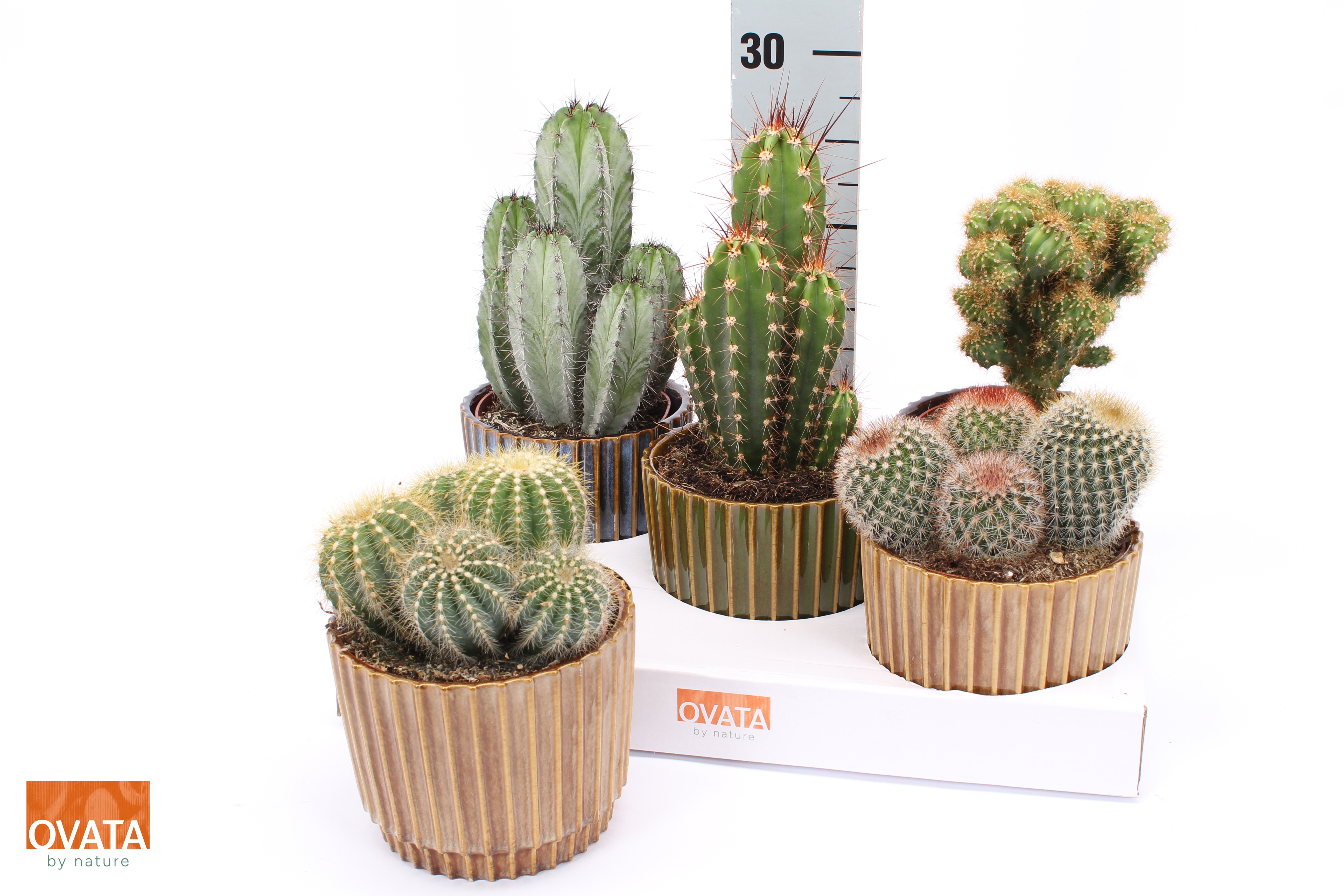 Cactus Gem 5 Srt 14Ø 15cm