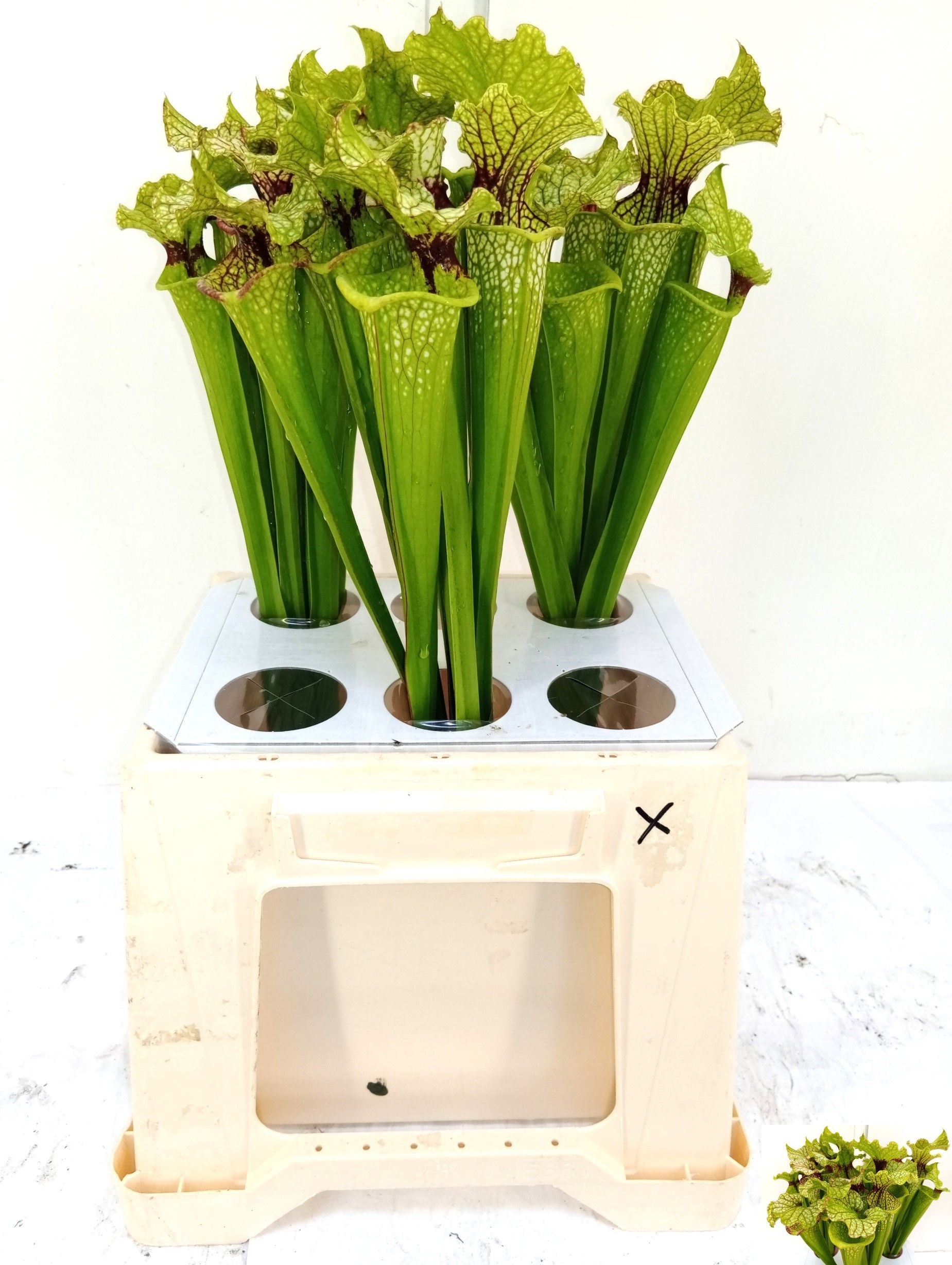 Sarracenia Fly Catchers 45cm