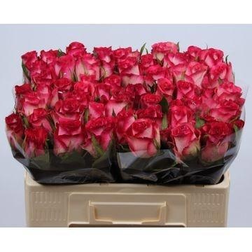 Rosa Nicoletta 50cm