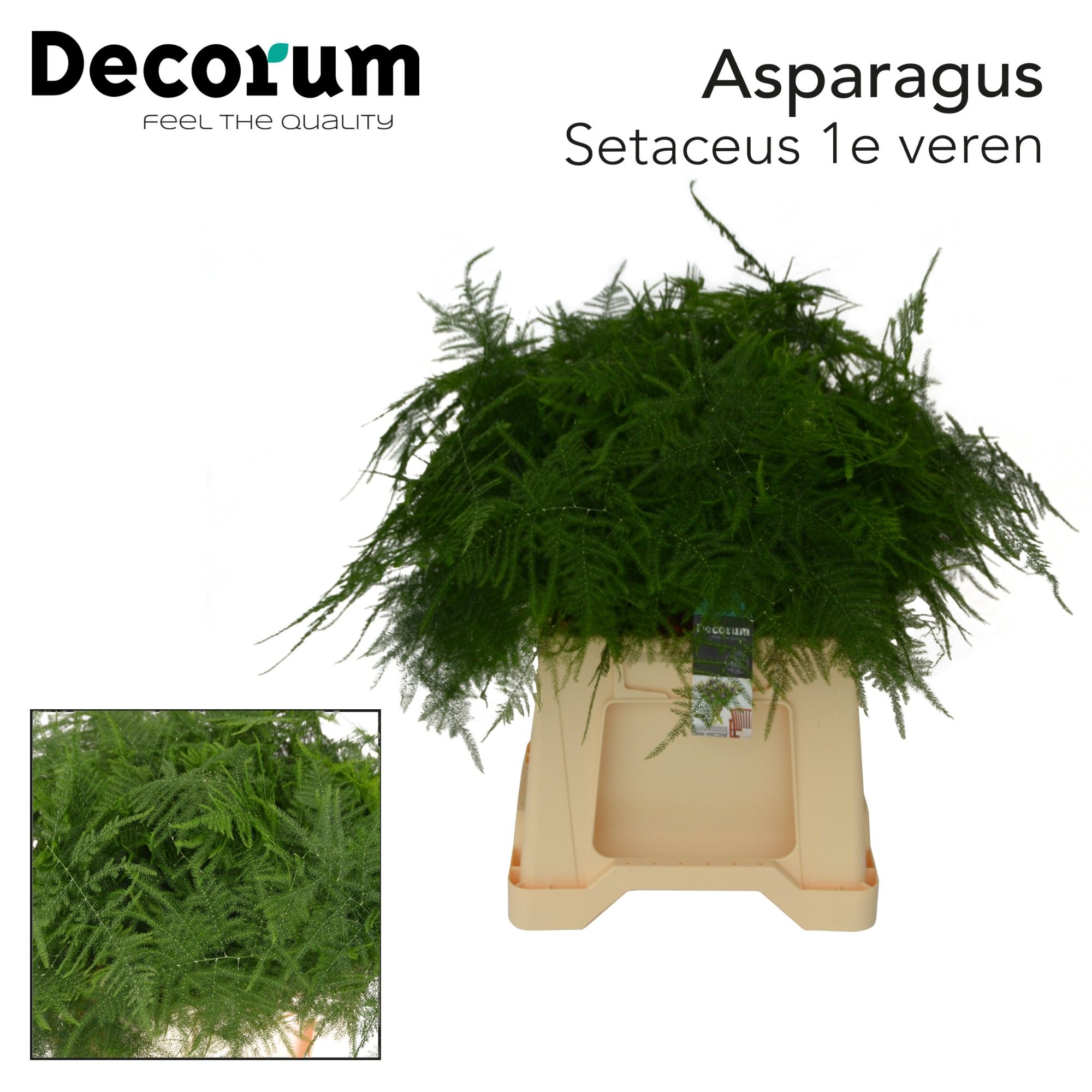 Asparagus Setaceus