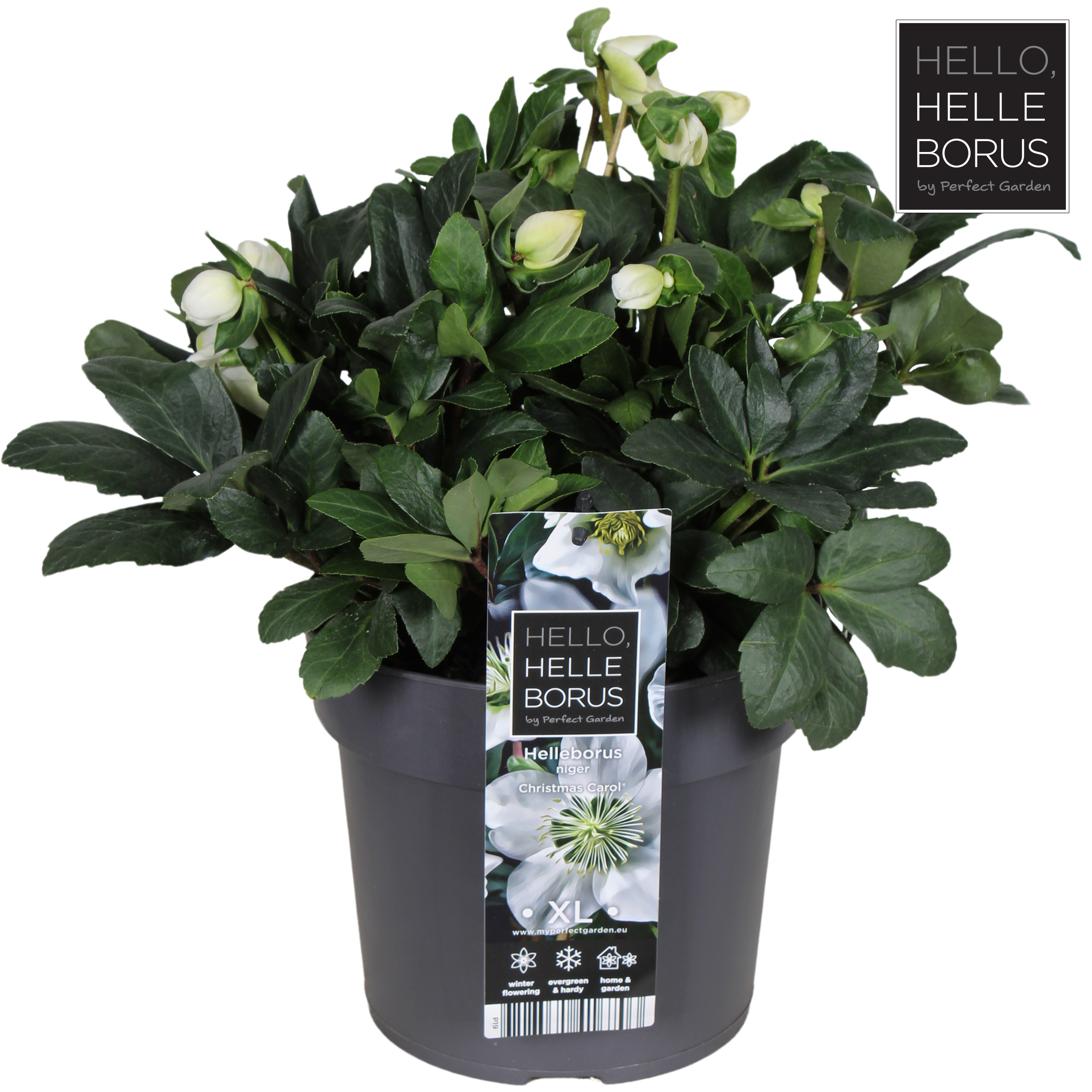 Picture of Helleborus niger Christmas Carol P19 (3 Ltr)