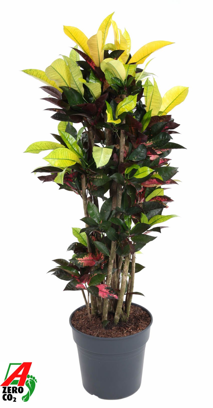 Picture of Codiaeum Mrs Iceton branched P31 140CM (LOOSE)