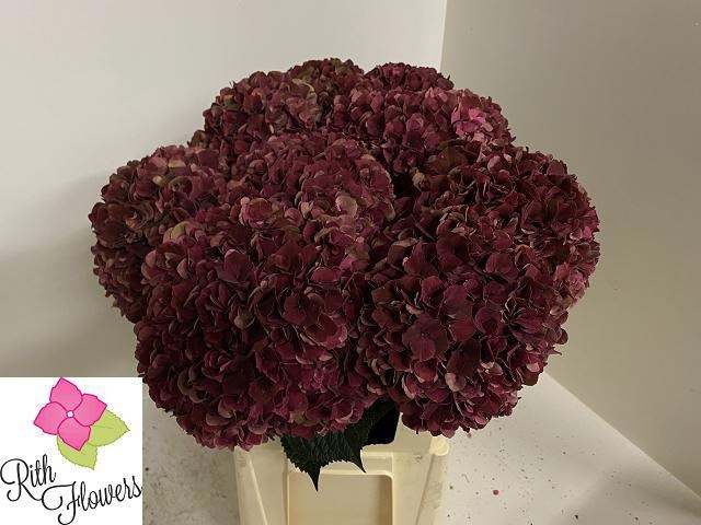 Hydrangea Ruby Pink Classic 80cm 23Ø