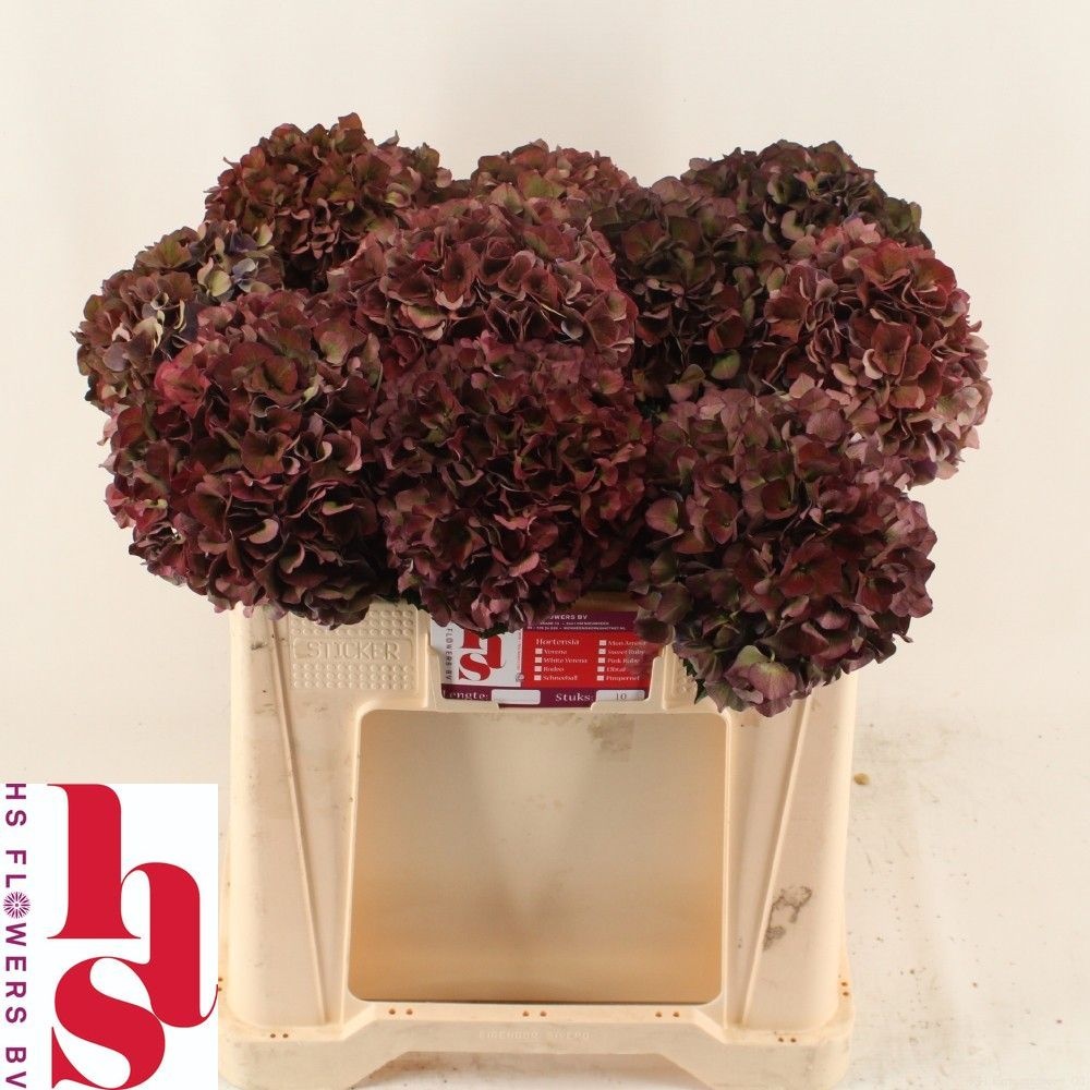 Hydrangea Ruby Pink Classic 50cm 17Ø