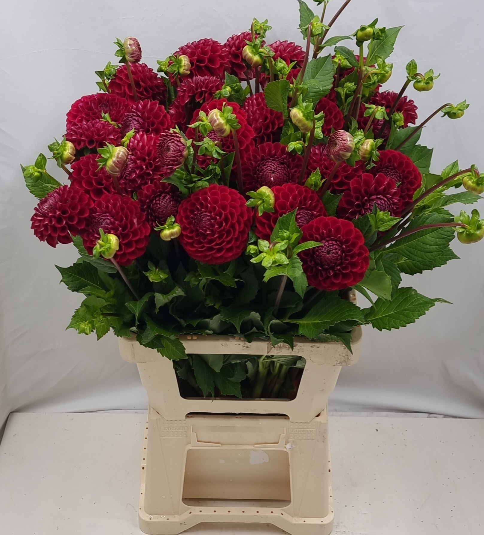 Dahlia Cornel 60cm