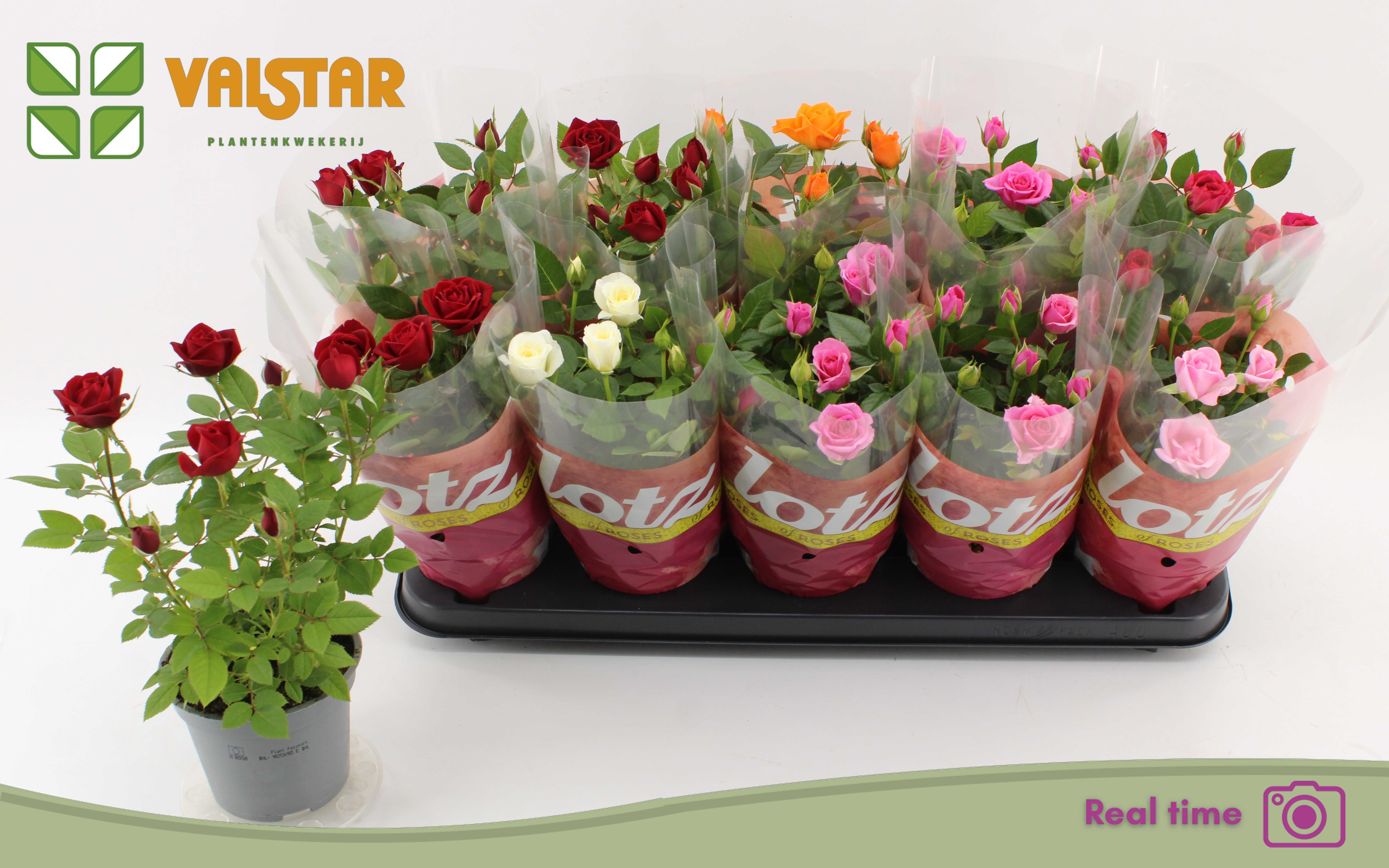 Rosa Lotz Of Mix Jewel 12Ø 30cm