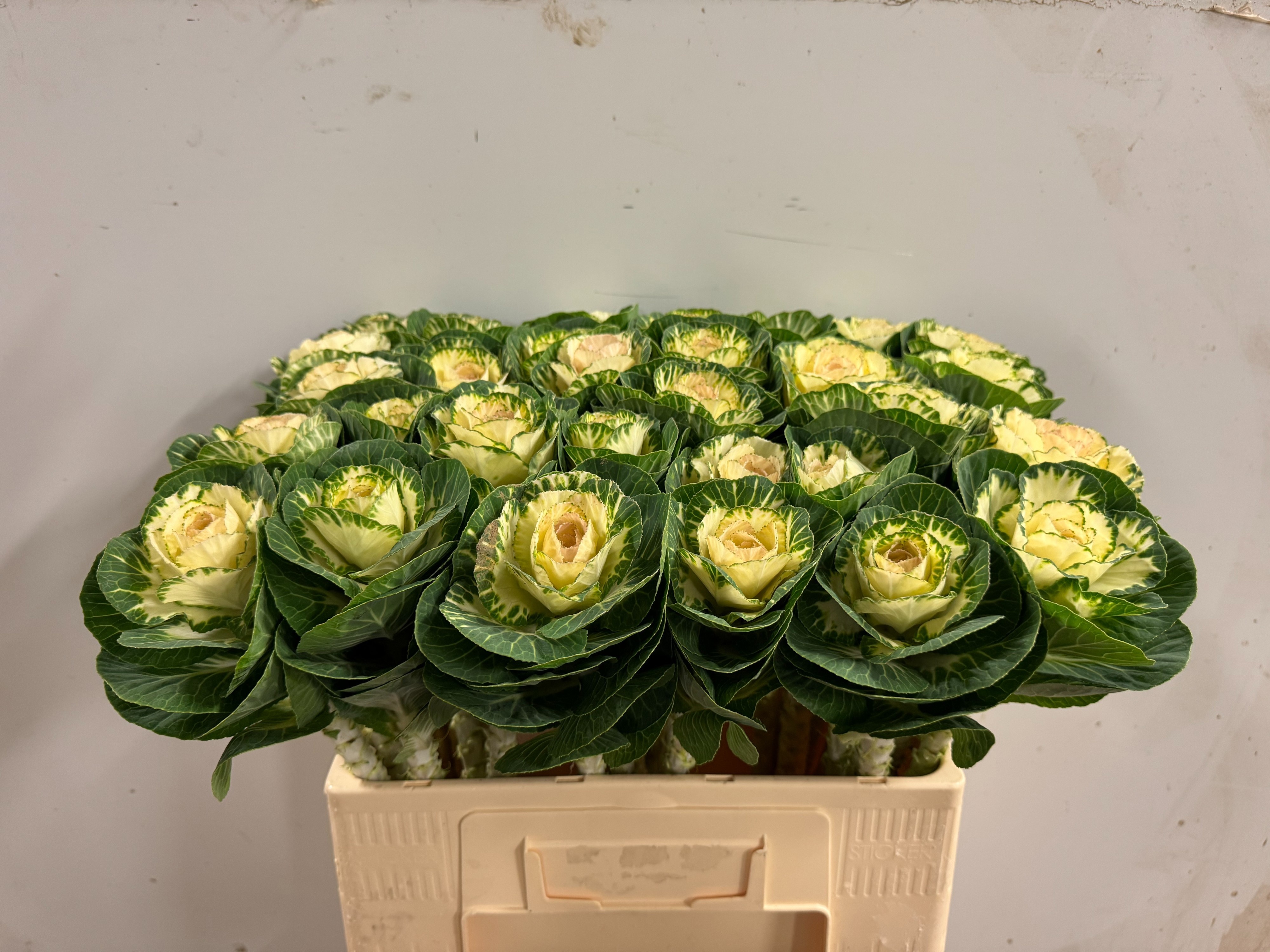 Brassica White Crane 60cm
