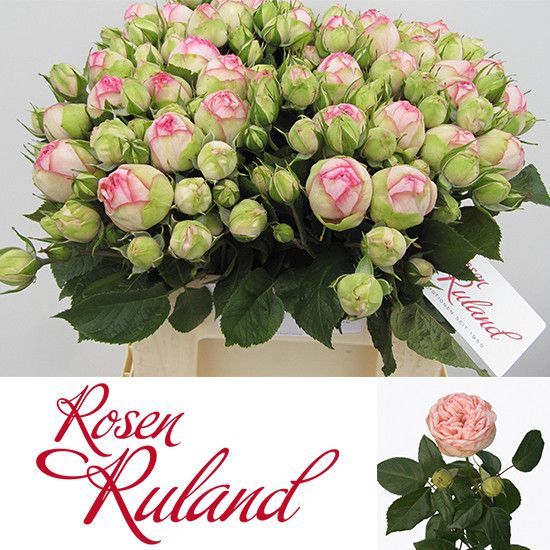 Rosa Spr Charming Piano 35cm
