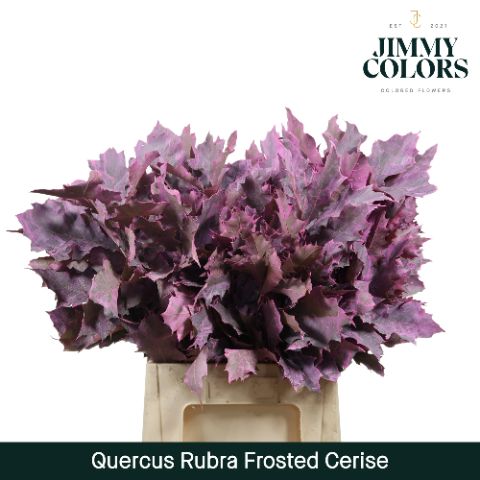 Quercus Rubra L60 Frosted Cerise