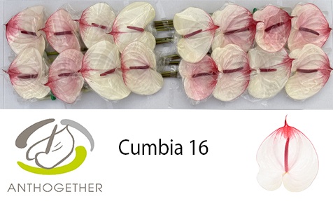 Anthurium Cumbia 11Ø