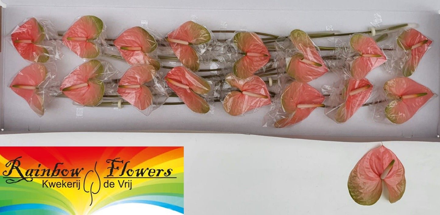 Anthurium Gabriella 11Ø