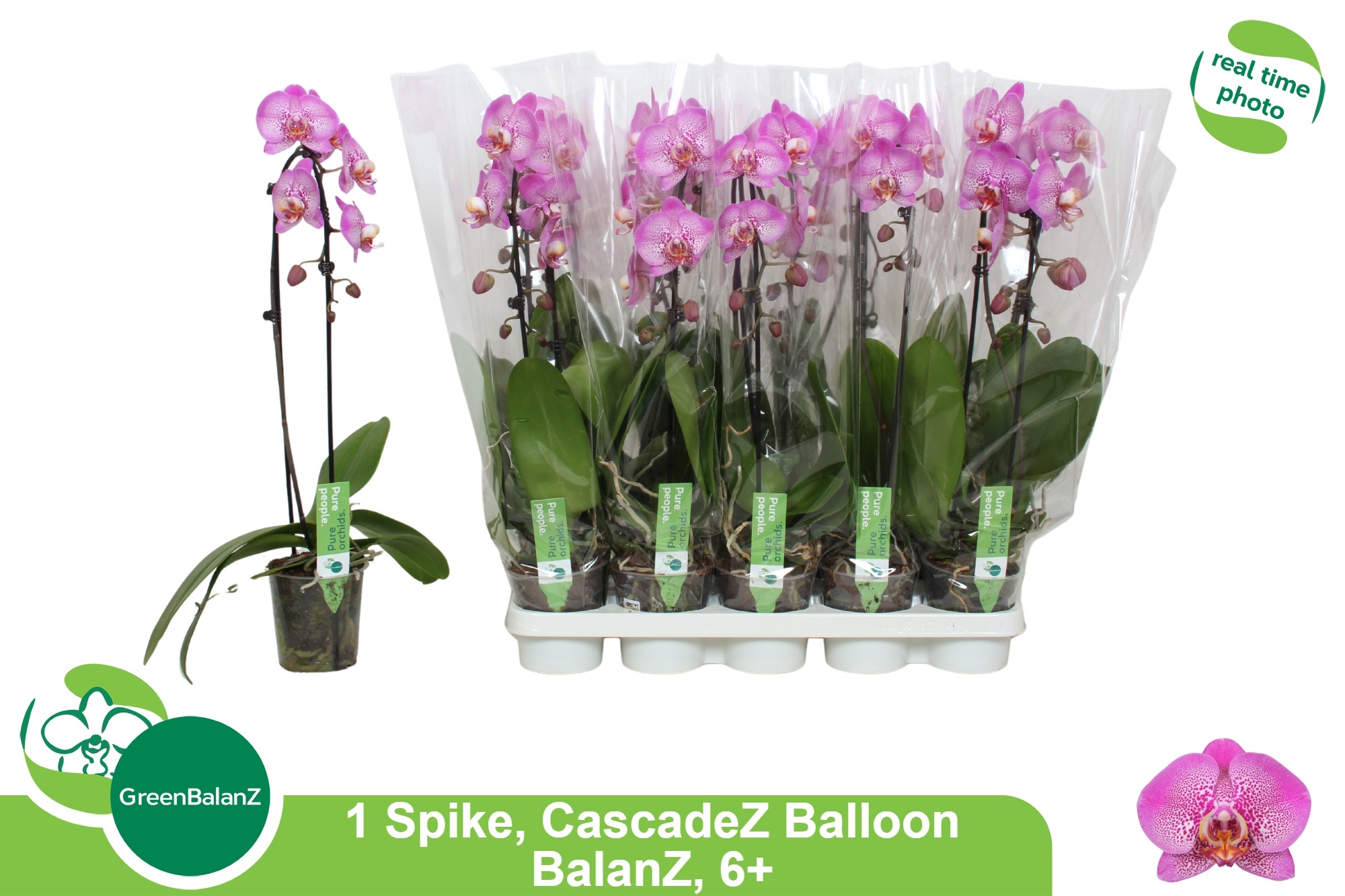 Phal El Cascade 12P 55H 1TAK 6bloem 34bloei