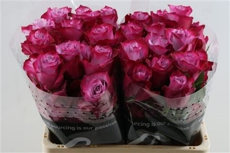 Rosa Deep Purple 40cm