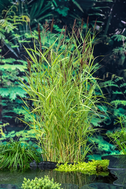 Picture of Phragmites australis P18 (2.5 Ltr)