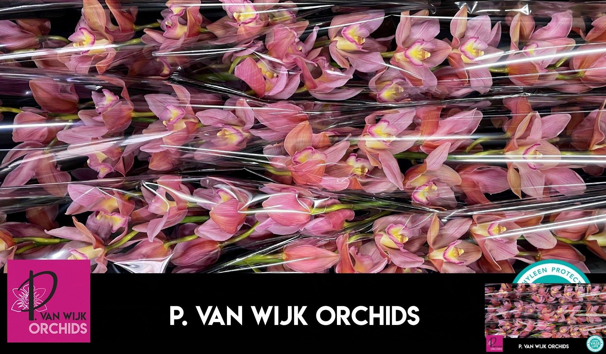 Cymbidium Salmon Delight 12/15bl