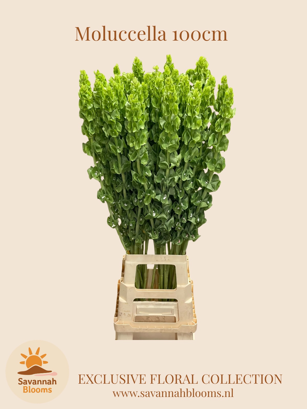 Moluccella Stuk