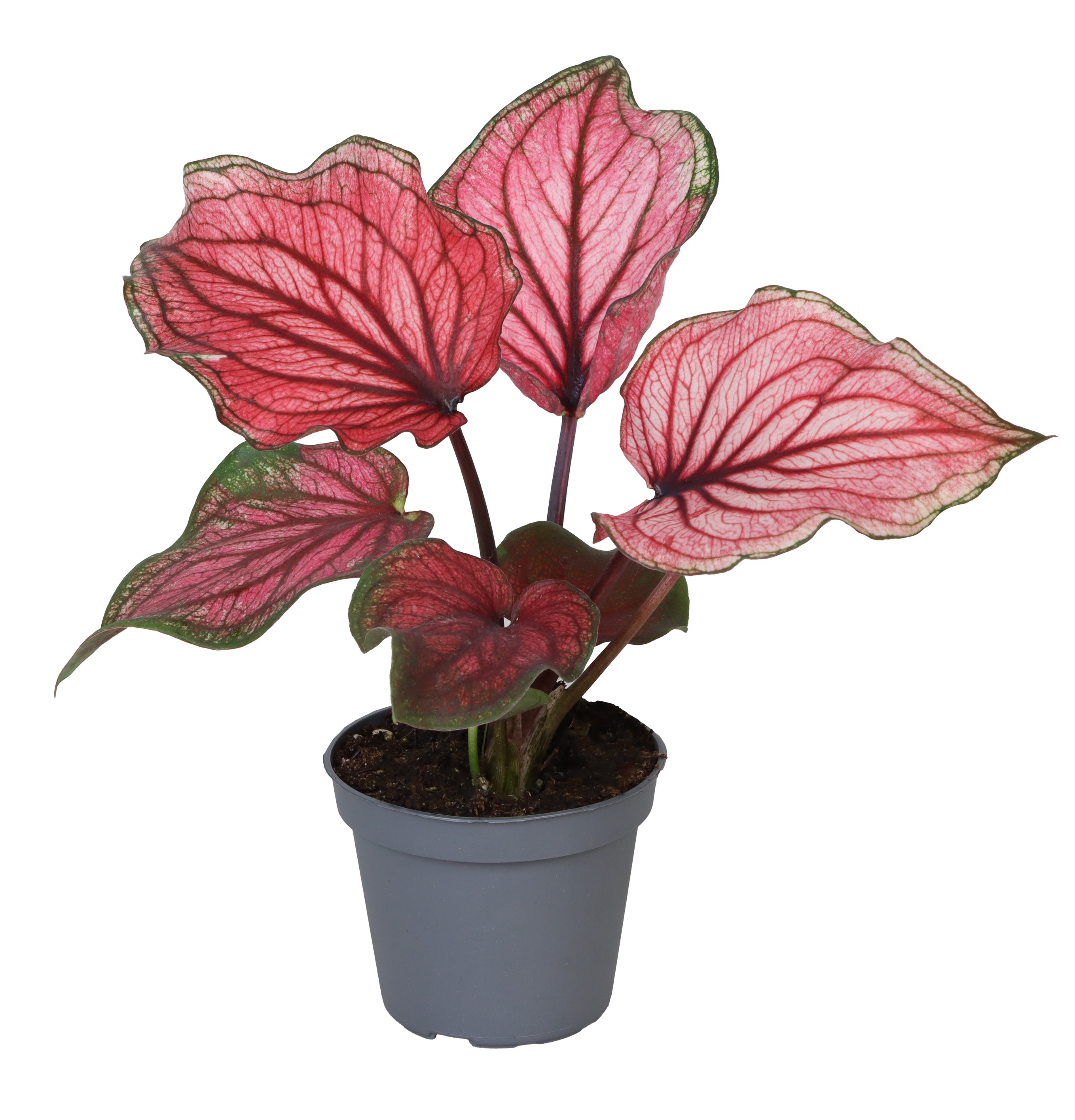 Picture of Caladium Lucia P6 12CM