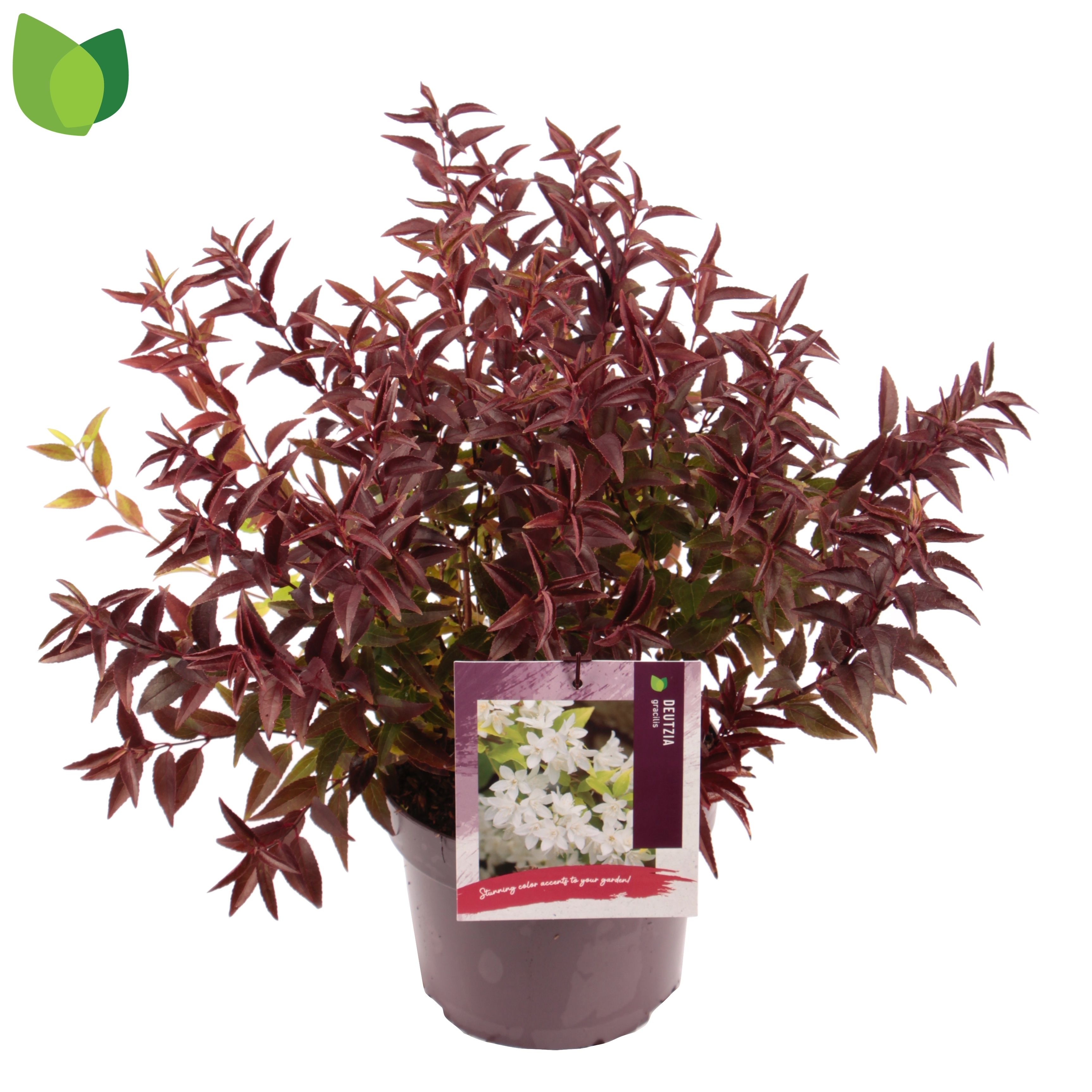 Deutzia gracilis