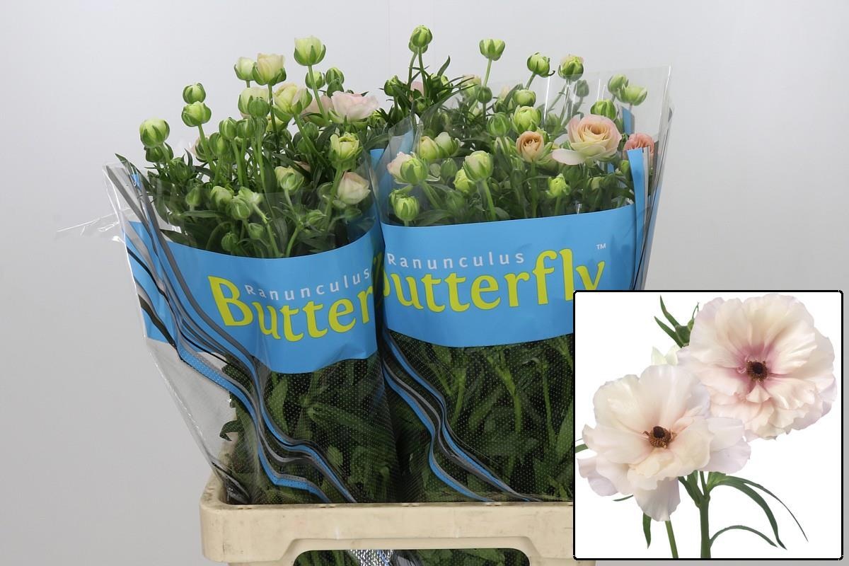 Ranunculus Butterfly Ariadne 70cm