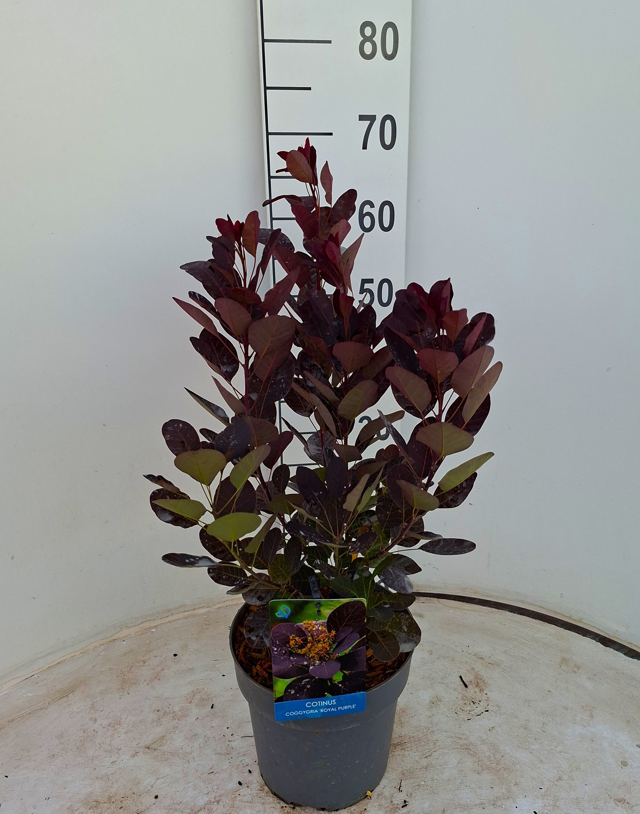 Cotinus coggygria 'Royal Purple'