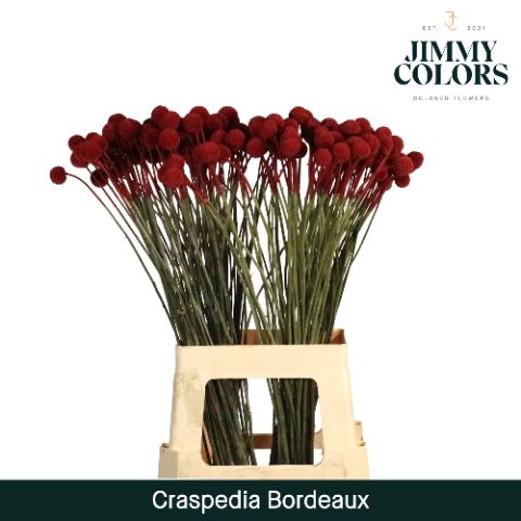 Craspedia L70 Bordeaux