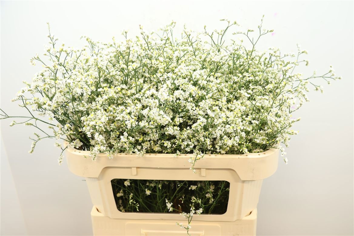 Limonium Sin China Whi 70cm 30gram